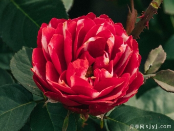 彤霞月季