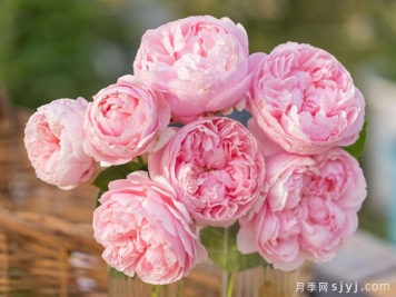 彤管月季