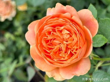 双色琥珀月季Double Ambre