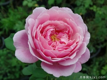纽曼姐妹月季/以马内利修女月季/修女以曼月季Soeur Emmanuelle