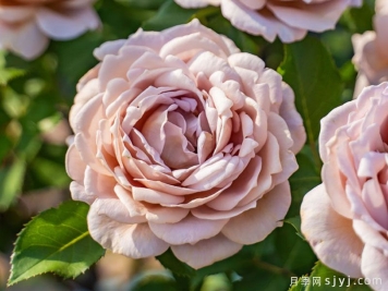 锁清秋月季