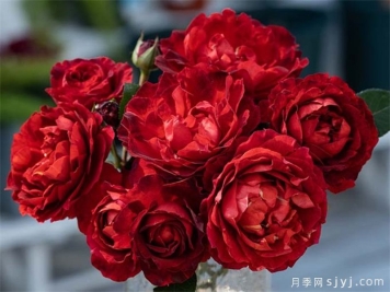 熔岩月季