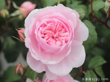 轻裾月季