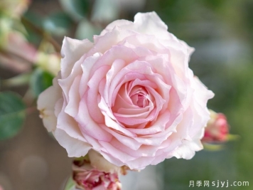 秦筝素弦月季