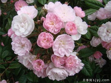 漂亮的花边月季/梅赫伦花边Dentelle de Malines
