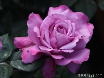 缥缈月季