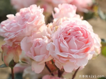 曼倩月季