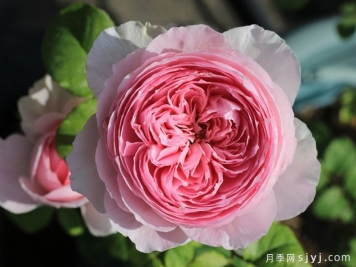 玉环鸣月季