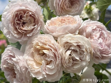 烟霞客月季
