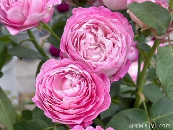 杏苑雪晴月季