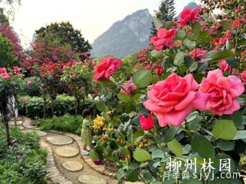 柳州园林科技园百株树状月季绚烂绽放
