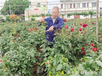 南阳月季基地吴丰朝，匠心育月季