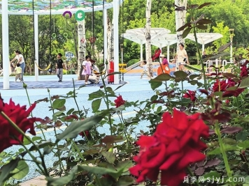 太原月季再度盛开，为夏日增添美景