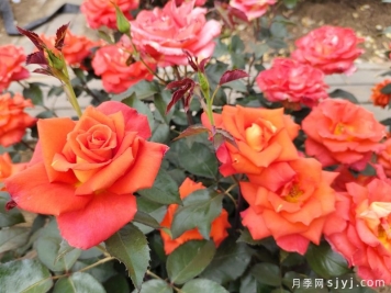 氮肥有哪些区别，怎么自制氮肥