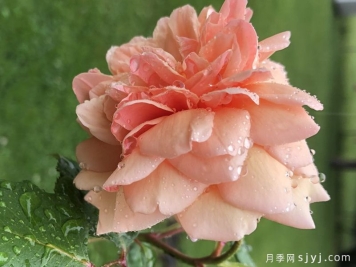 鲜杏月季Apricot Glow