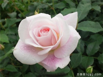 腮红冰山月季的优缺点是什么？