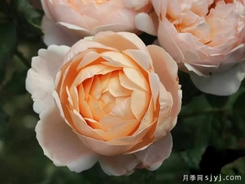 儿子生日送哪些花比较好？