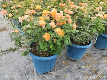 种植盆栽月季花用什么土好？