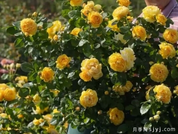 金盏月季