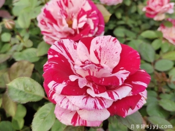 月季之美，在于持久不衰的芬芳