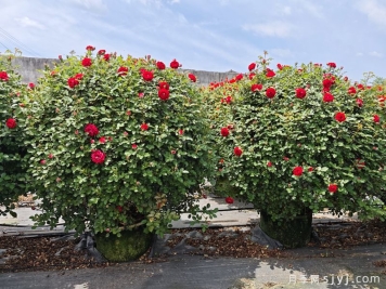 精品月季花球价格，南阳造型月季基地