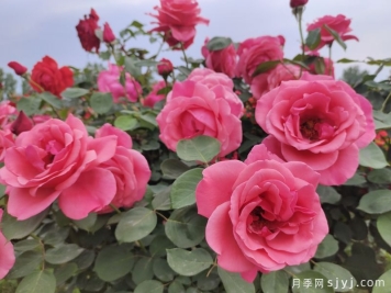 月季百科：粉扇月季