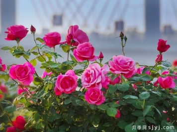 南阳市花卉协会