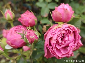 南阳鲜切花月季产业项目如何发展起来？