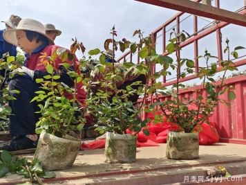 月季花什么时候种植最好？月季最佳种植时间