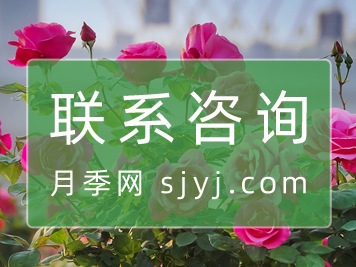 联系月季网