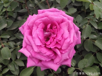 想保存月季的而美丽，怎样制作月季干花？