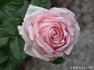 诗歌月季/诗意Poetry