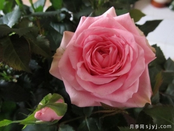 诗人柯德娜月季/香港粉Poetry Kordana