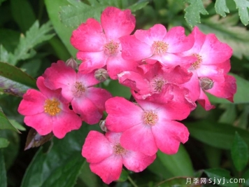 史上最全叶面肥知识指南