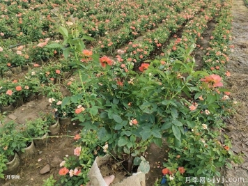 夏季网购月季总养死？提高成活率有办法