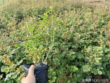 月季培养的移栽技能