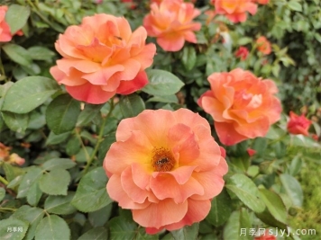 天津适合养月季，市花和市树是什么？