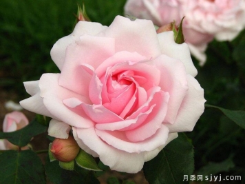 凡尔赛月季/拉尼娜月季Petit Trianon