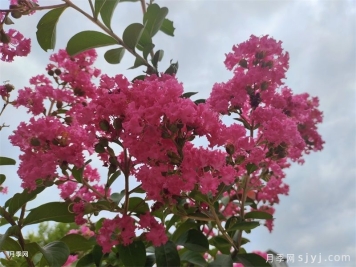 紫薇养护全攻略，开花多又美
