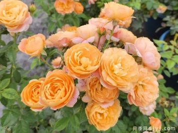 堪称完美的七种月季，花期长抗病强，阳台党福利