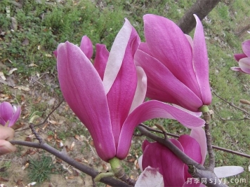 浅析种植红玉兰的环境要求和栽培技术
