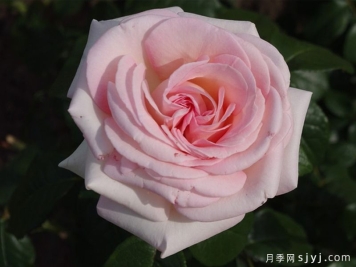 月季推荐，园艺王子月季