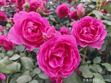 分享18种历经考验的藤本月季优缺点