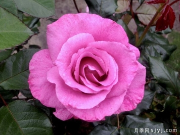 震惊的蓝月季Shocking Blue