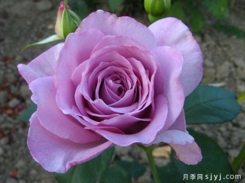 银星月季Silver Star KORbido