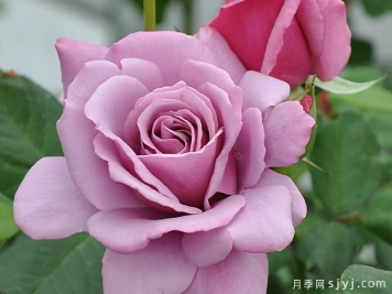 银星月季Silver Star Wezlavn