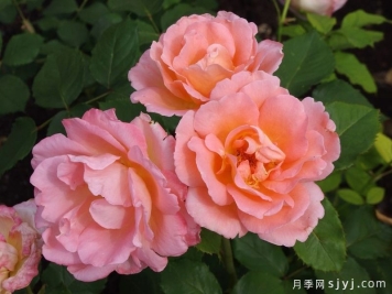 玛蒂尔德月季/马蒂尔德Mathilde