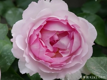 伊芙棉花糖月季Barba Papa