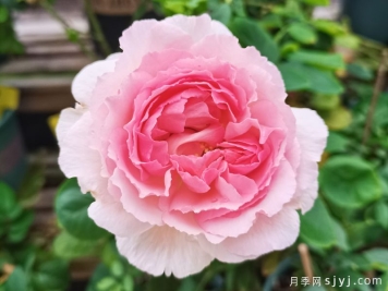 伊芙繁华都市月季Yves Le Metropole