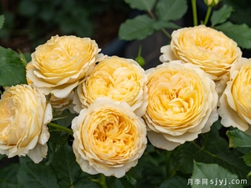 秋缃月季